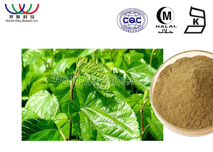 Perdita Di Peso Dell Estratto Della Foglia Del Gelso Del Commestibile Estratto Alba Della Foglia Del Morus Medico